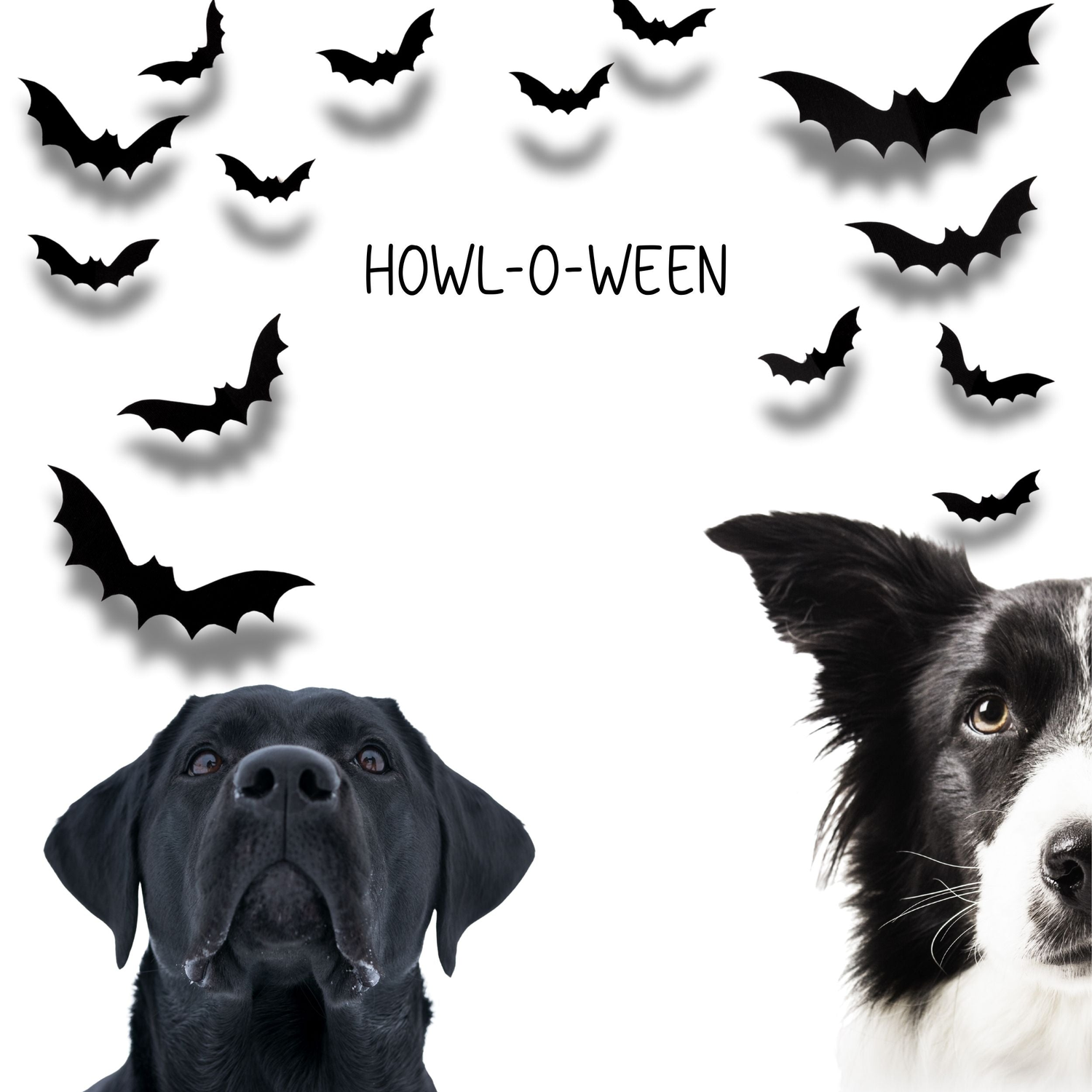 Howl-O-Ween