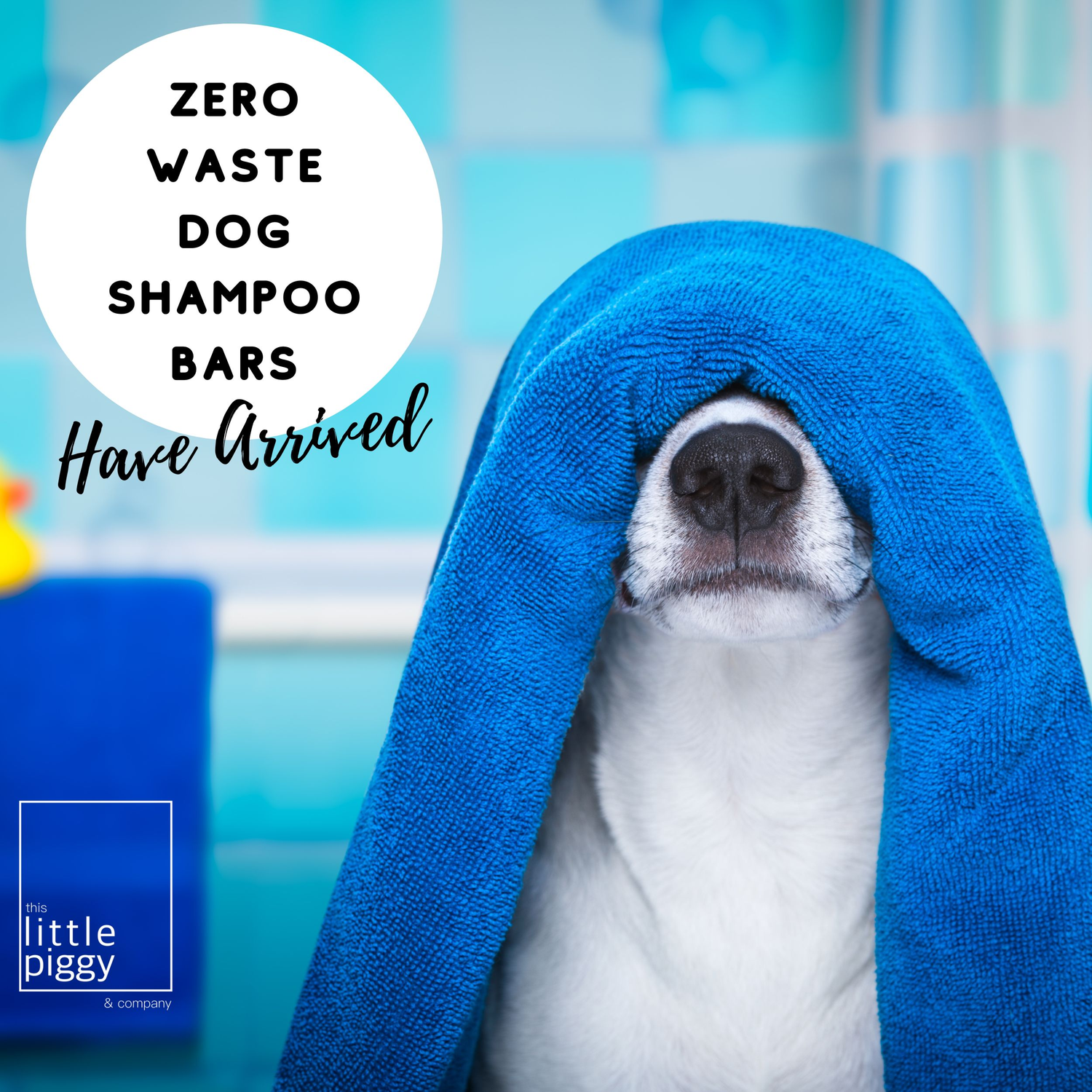 Zero Waste Dog Shampoo Bar and Dog Conditioner Bars