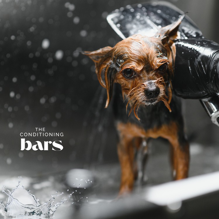 Zero Waste Dog Shampoo Bar and Dog Conditioner Bars