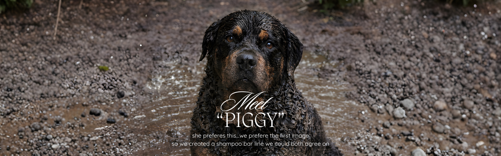 Muddy Rottweiler Needs a Bath with Dog Shampoo Bar from littlepiggy.co