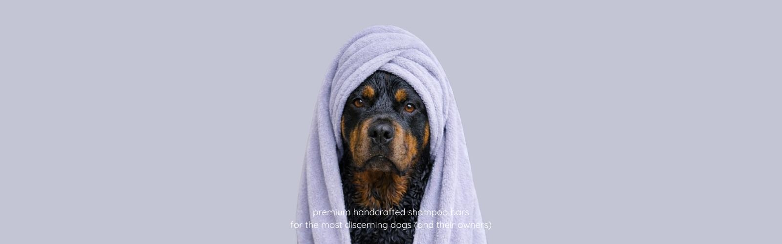 Rottweiler after using Dog Shampoo Bar